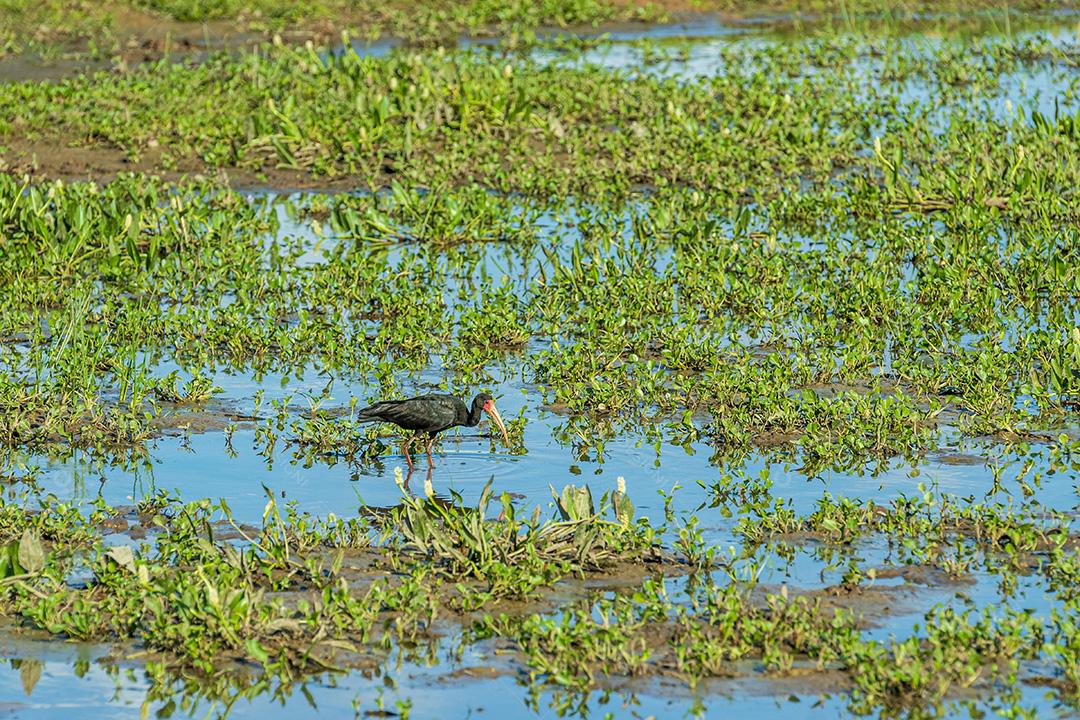 Aves No Pantanal De Mato Grosso Imagem JPG