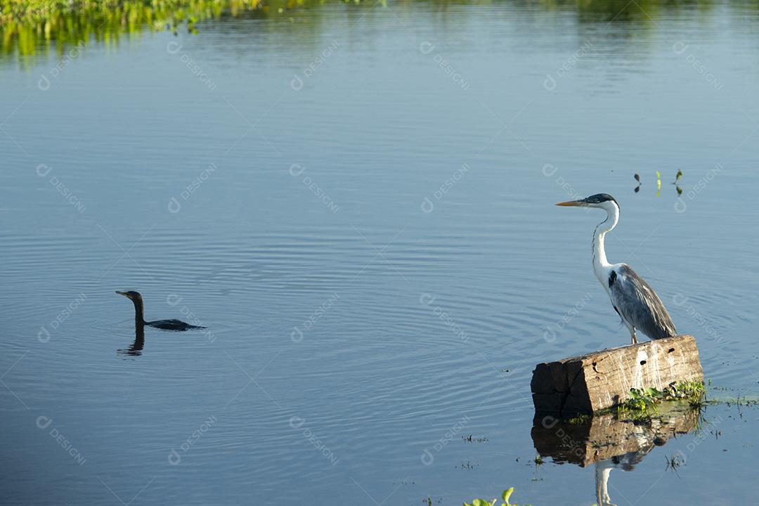 Aves No Pantanal Imagem JPG