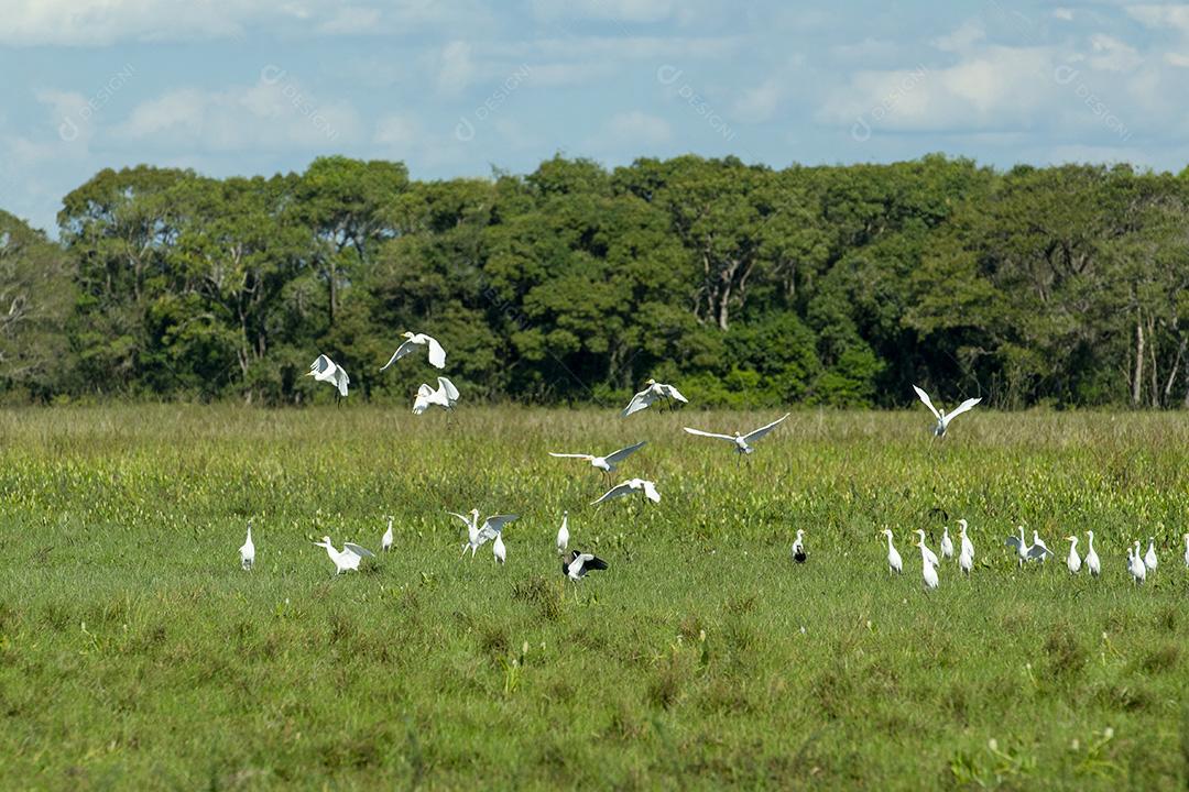 Aves Brancas No Pantanal De Mato Grosso Imagem JPG