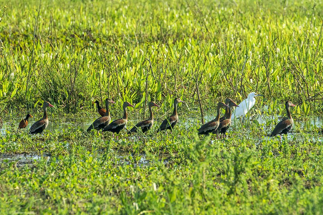 Aves No Pantanal Imagem JPG