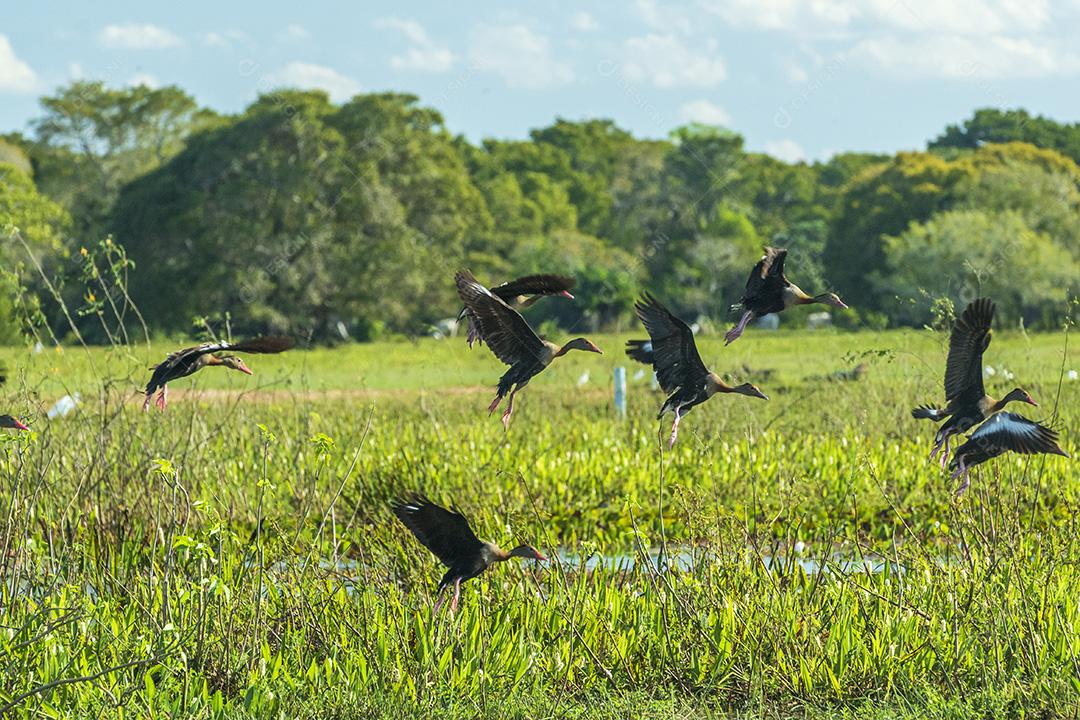 Aves Pacone No Pantanal De Mato Grosso Imagem JPG