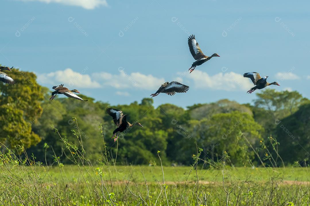 Aves Pacones No Pantanal De Mato Grosso Imagem JPG