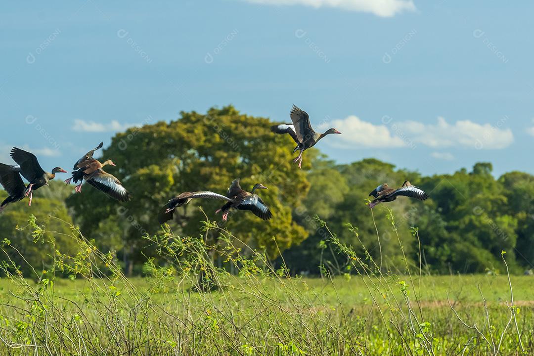 Aves Pacone No Pantanal De Mato Grosso Imagem JPG