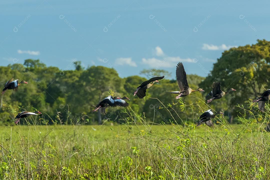 Aves Pacones No Pantanal De Mato Grosso Imagem JPG
