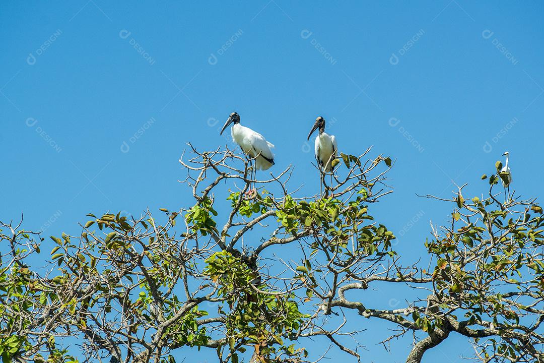 Aves Pacones Brancas No Pantanal De Mato Grosso Imagem JPG