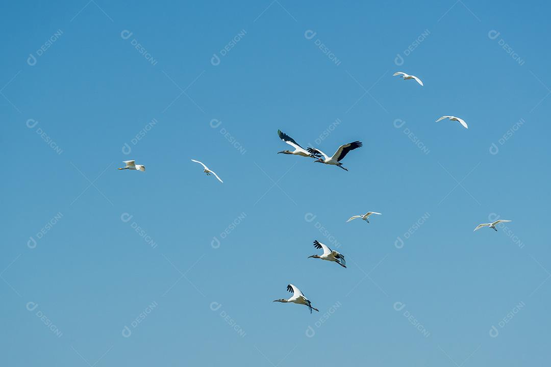 Aves Pacones Voando No Pantanal De Mato Grosso Imagem JPG