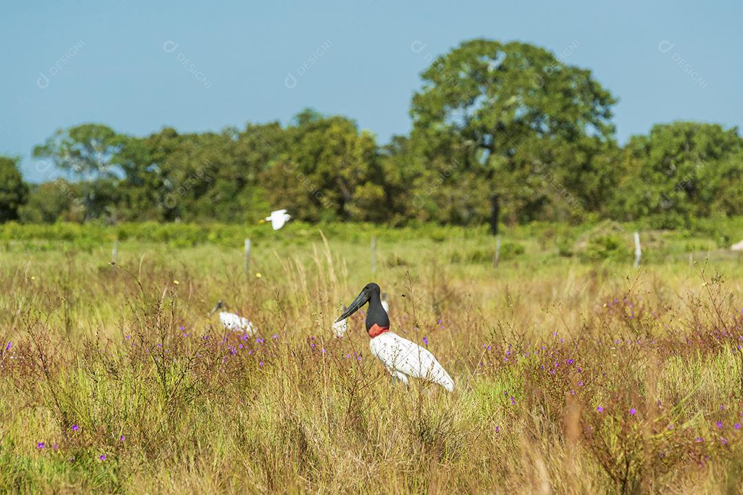 White Pacone Birds In The Pantanal Of Mato Grosso Image JPG