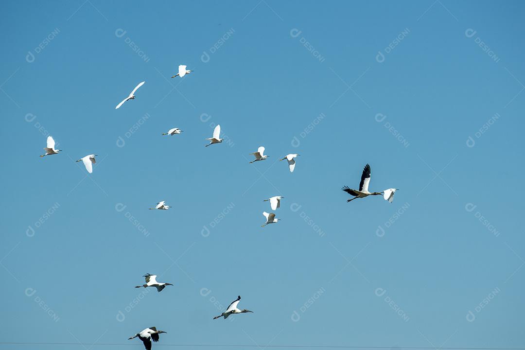 Aves Pacones Voando No Pantanal De Mato Grosso Imagem JPG