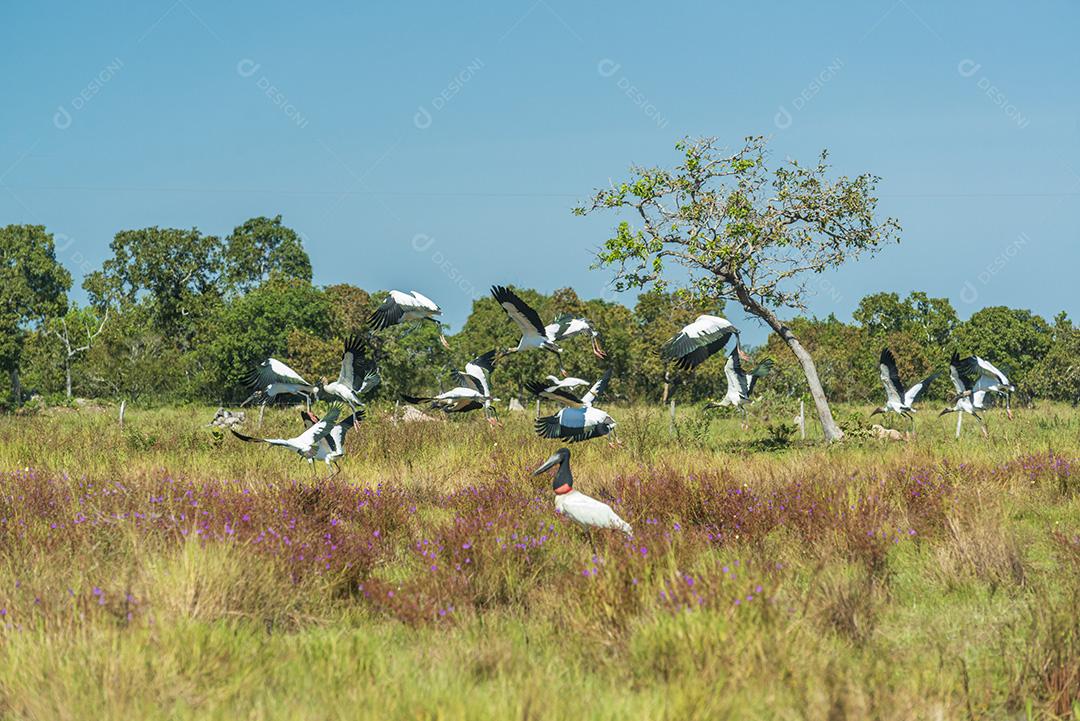 Grupo De Aves Brancas No Pantanal De Mato Grosso Imagem JPG