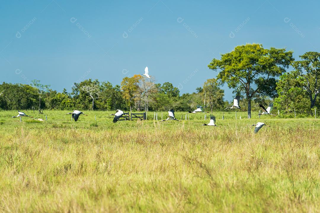 Grupo De Aves Pacones No Pantanal De Mato Grosso Imagem JPG