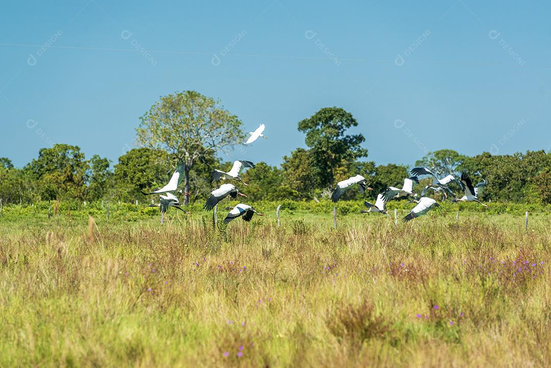 Aves Pacones No Pantanal De Mato Grosso Imagem JPG