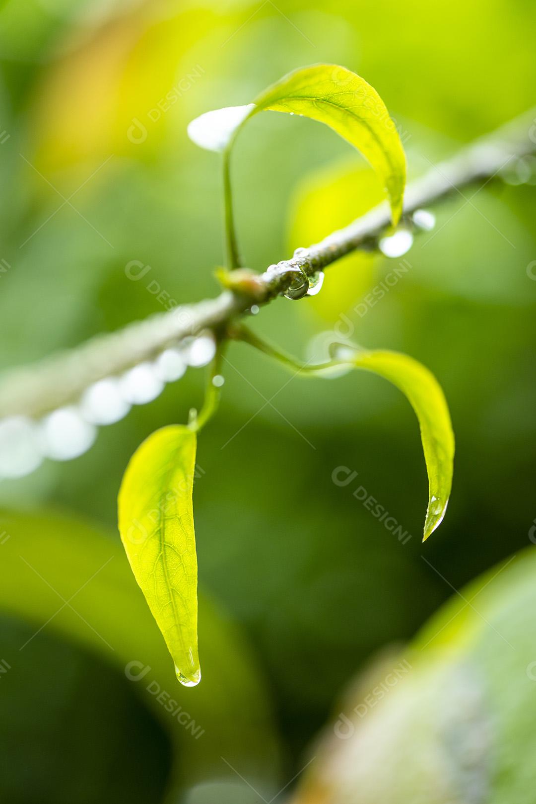 Folhas Com Gotas De Água Imagem JPG