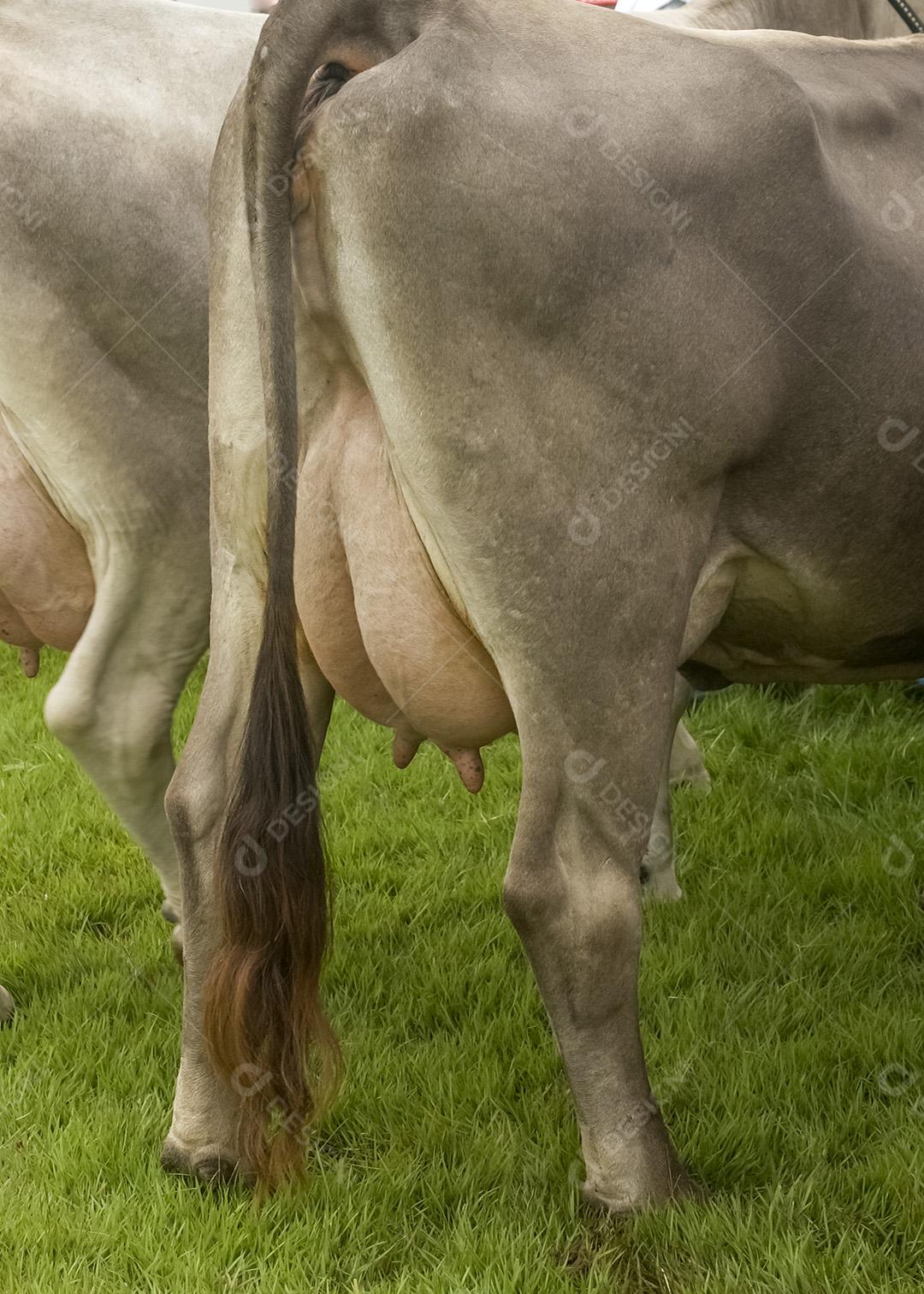 Vacas Leiteiras Com Úberes Cheios De Leite Imagem JPG