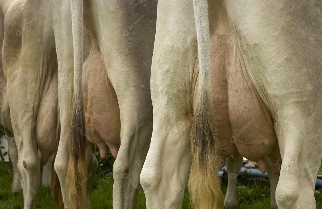 Vacas Leiteiras Com Úberes Cheios De Leite Imagem JPG