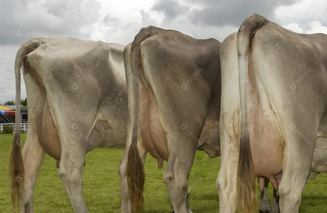 Vacas Leiteiras Com Úberes Cheios De Leites Imagem JPG