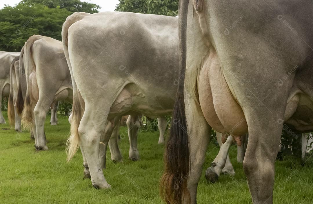 Vacas Leiteiras Com Úberes Cheios De Leite Imagem JPG
