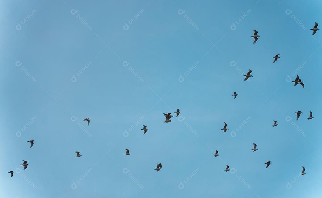 Bando De Gaivotas Voando Em Um Céu Azul Imagem JPG