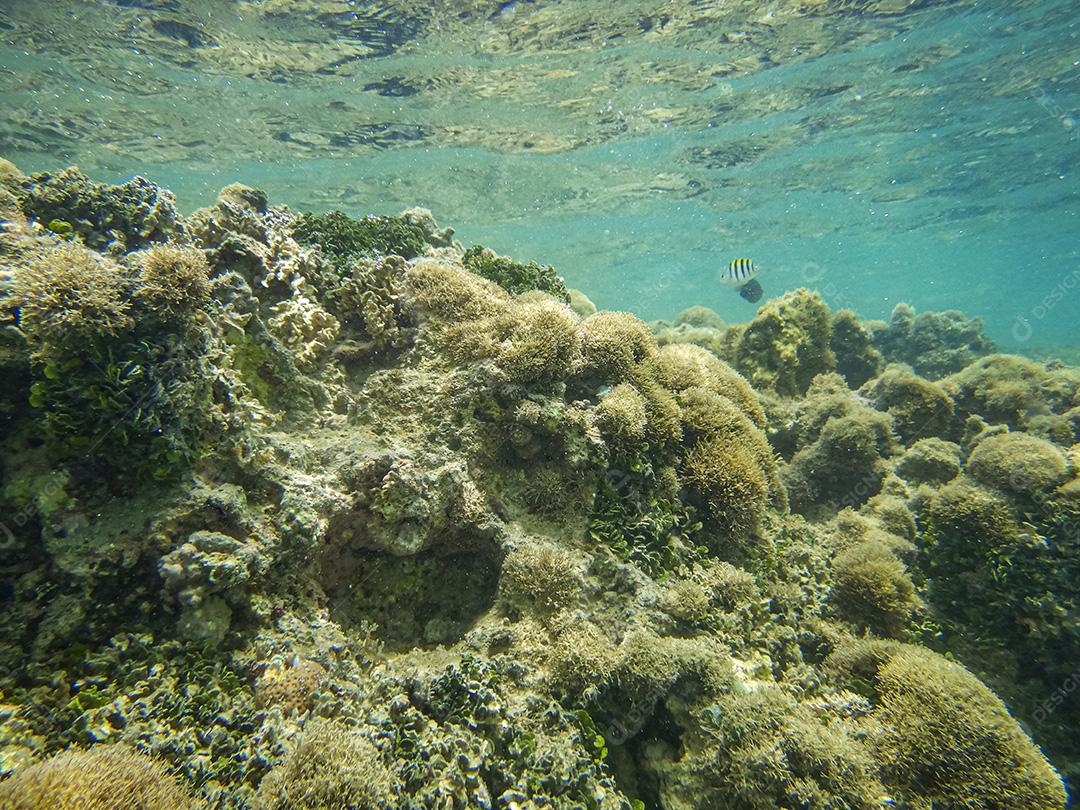 Coral Reefs In Natural Pools On Northeast Beaches Imagem JPG