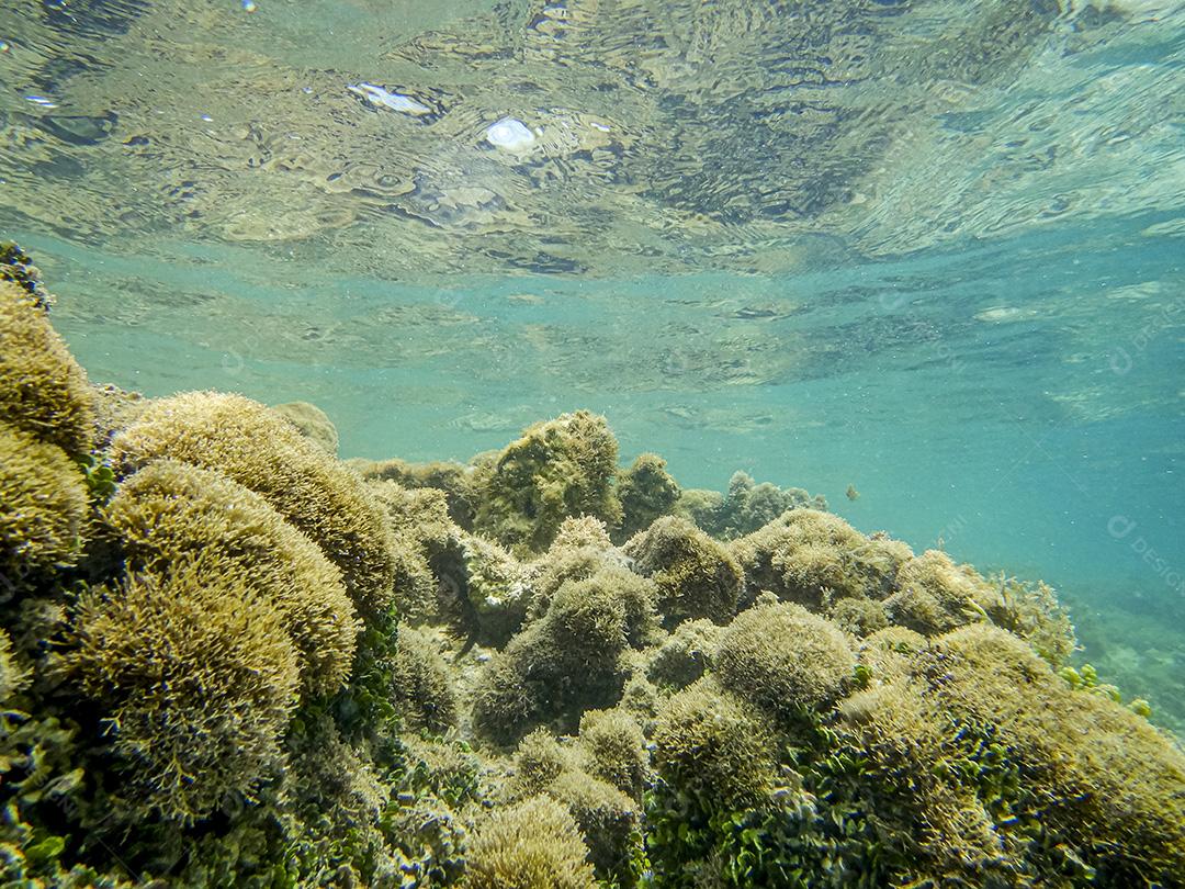 Corais Recifais Nas Piscinas Naturais Das Praias Do Nordeste Imagem JPG