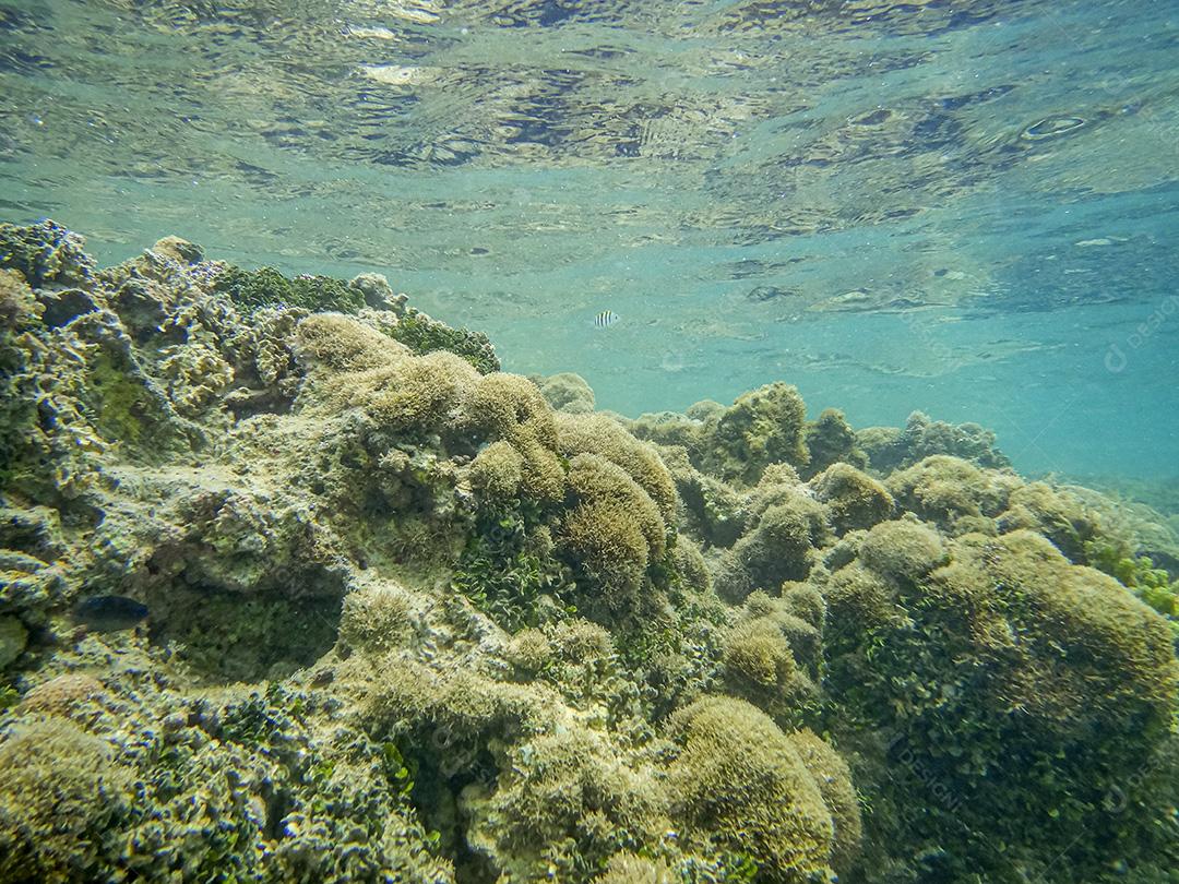 Corais Nas Piscinas Naturais Das Praias Do Nordeste Imagem JPG
