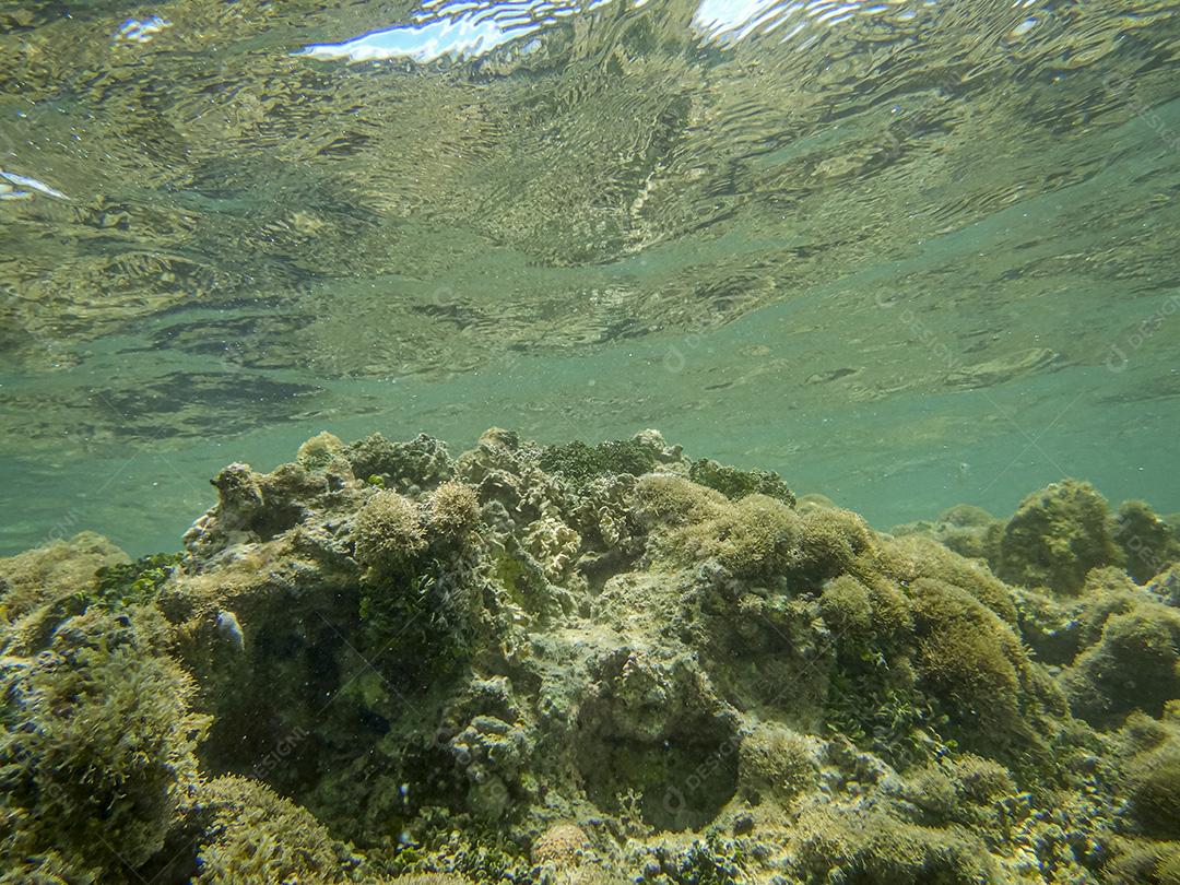 Corais Recifais Nas Piscinas Naturais Das Praias Do Nordeste Imagem JPG