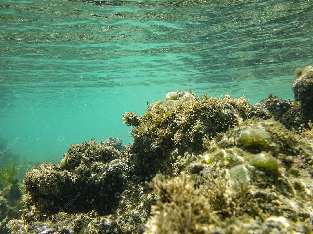 Corais Nas Piscinas Naturais Das Praias Do Nordeste Imagem JPG