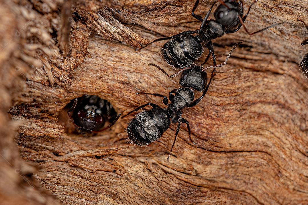 Formigas Carpinteiro Fêmeas Adultas Do Gênero Camponotus Imagem jPG
