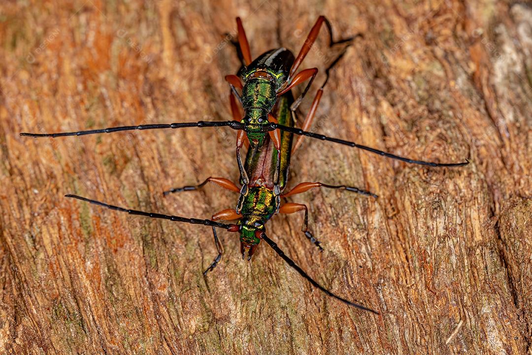 Besouros Longhorn Típicos Adultos Da Subfamília Cerambycinae Acoplamento Imagem JPG