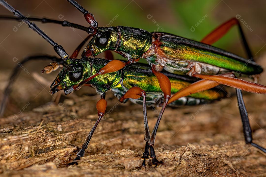 Besouros Longhorn Típicos Adultos Da Subfamília Cerambycinae Acoplamento Imagem JPG