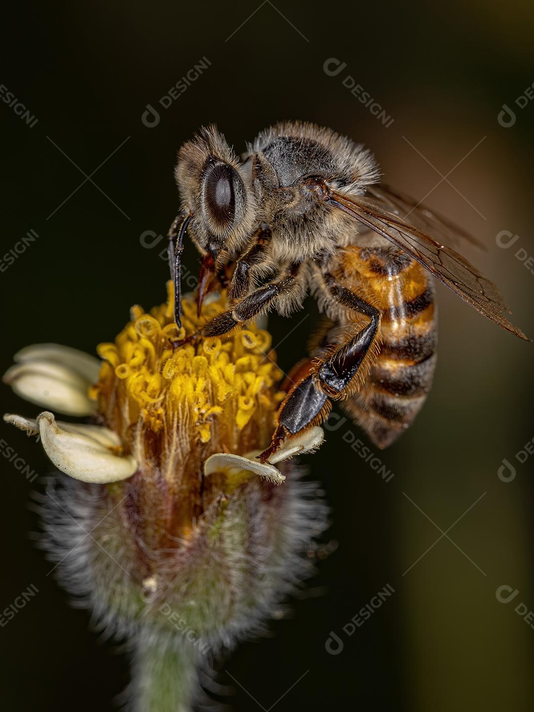 Abelha Adulta Da Espécie Apis Mellifera Em Uma Flor De Margarida Imagem JPG