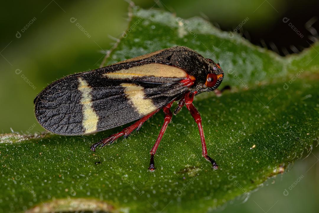 Inseto Froghopper Adulto Da Espécie Deois Flavopicta Imagem JPG