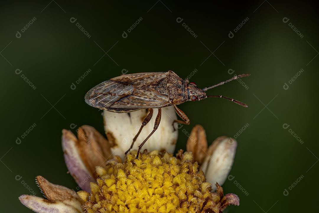 Inseto Pentatomomorfo Adulto Da Infraordem Imagem JPG