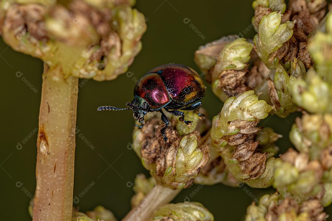 Besouro Folha Adulto Imagem JPG