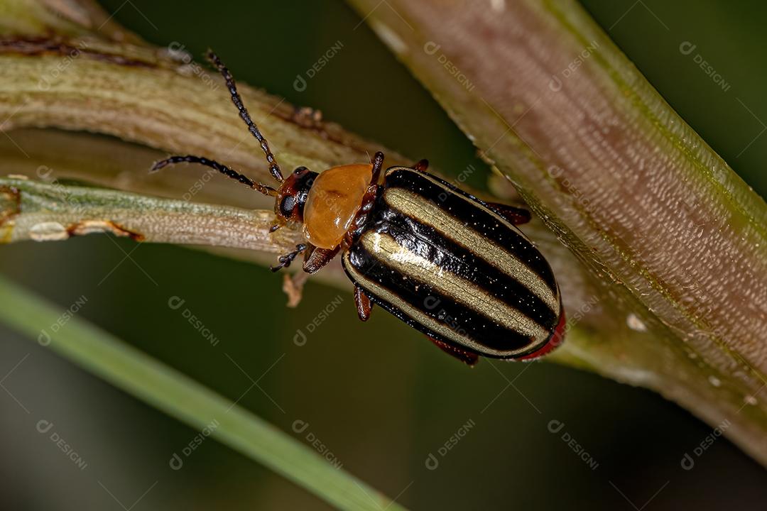 Besouro Pulga Adulto Imagem JPG