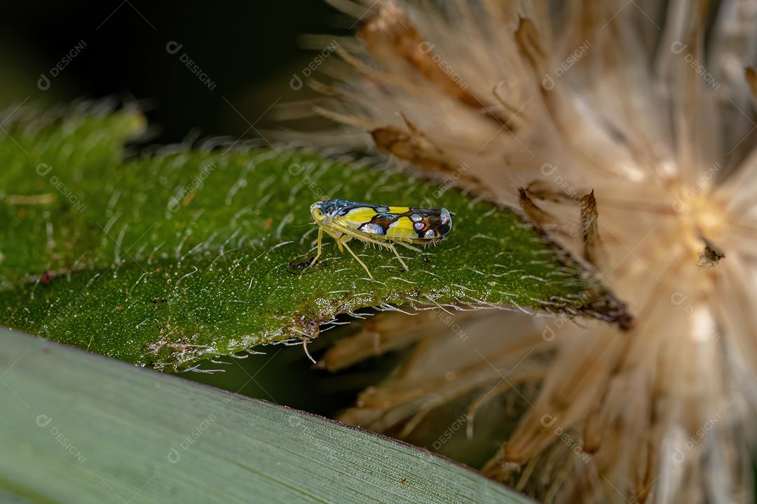 Cigarrinha Brasileira Adulta Imagem JPG