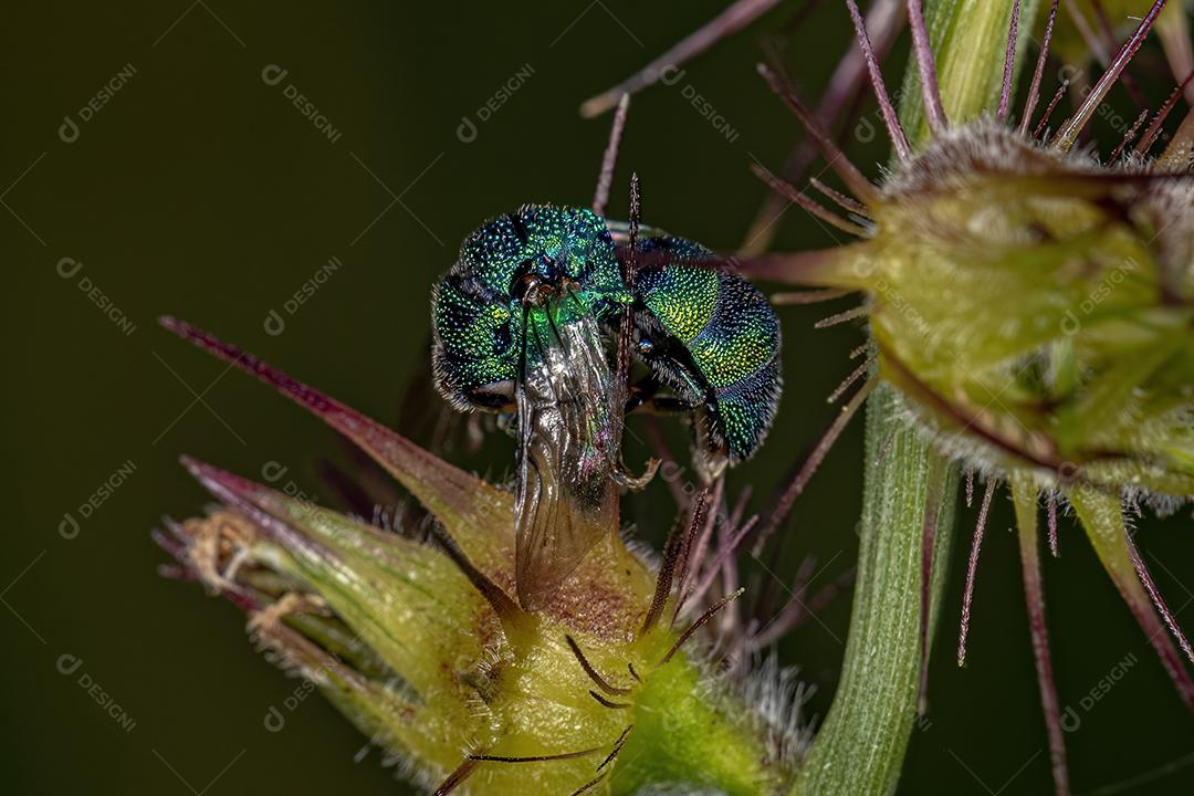 Vespa Cuco Adulta Morta Imagem JPG