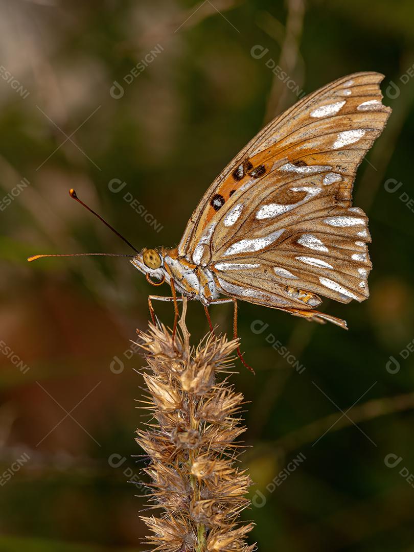 Borboleta adulta com pés de escova Imagem JPG