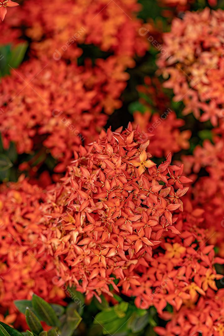 Planta chinesa Ixora Flor da espécie Ixora chinensis Imagem JPG