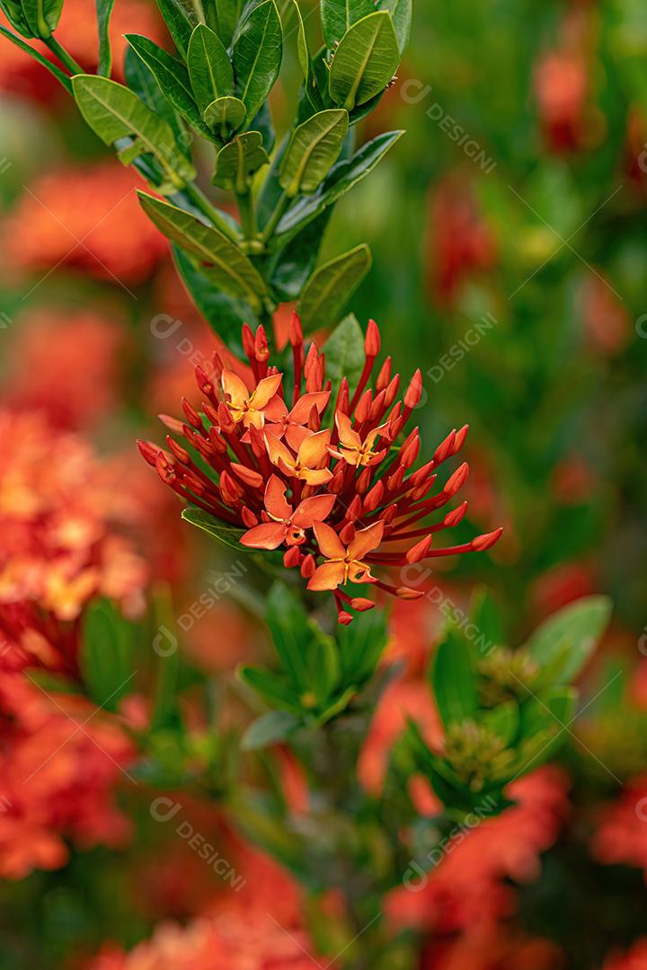 Planta chinesa Ixora Flor da espécie Ixora chinensis Imagem JPG