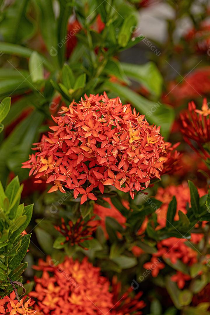 Planta chinesa Ixora Flor da espécie Ixora chinensis Imagem JPG