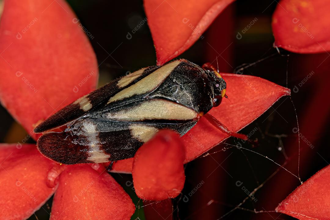 Inseto Froghopper adulto da espécie Deois flavopicta Imagem JPG