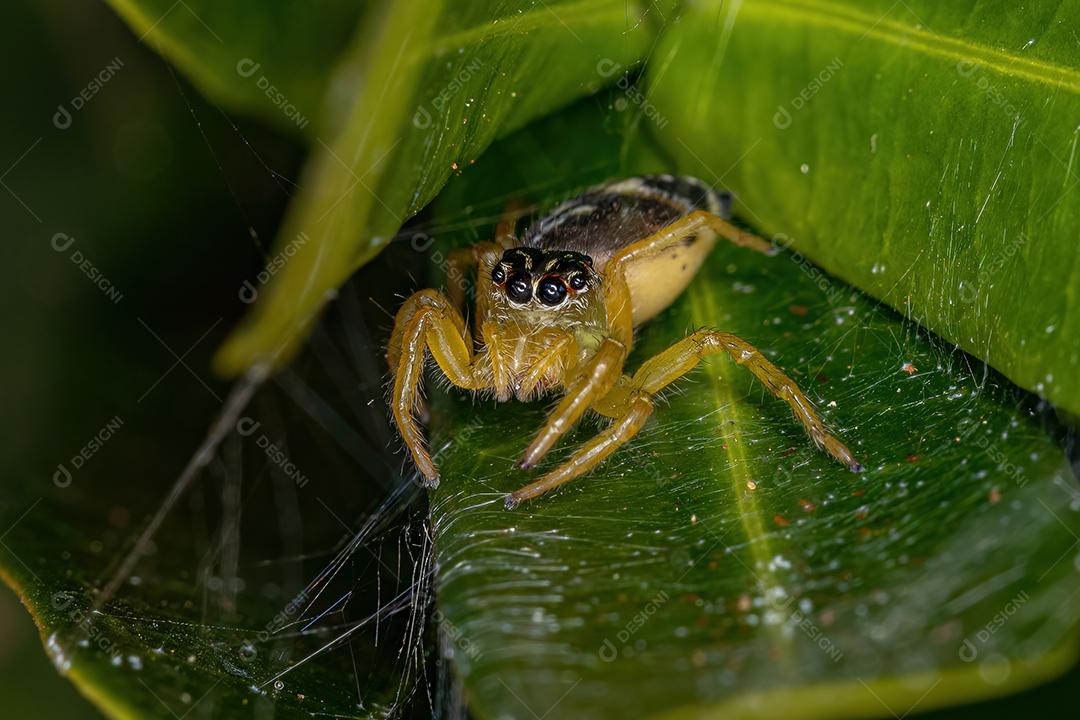 Pequena aranha saltadora do gênero Frigga Imagem JPG