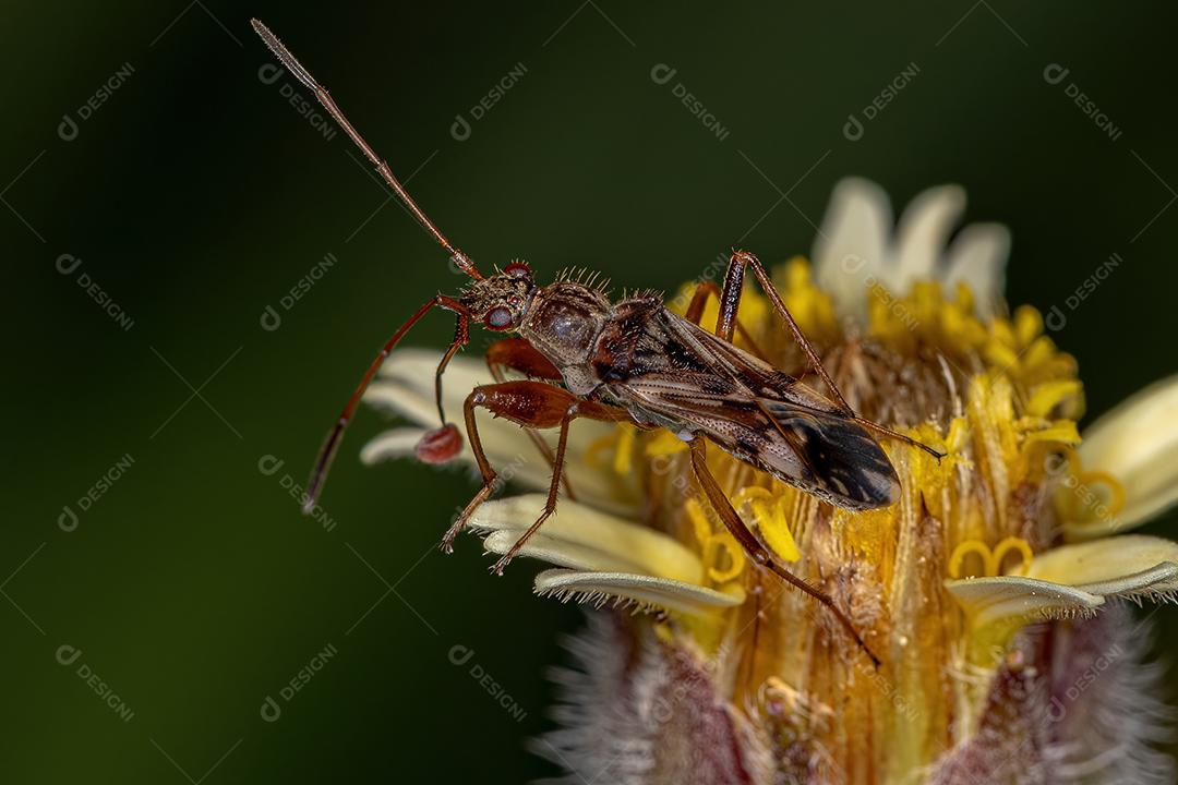 Inseto-semente cor de sujeira adulto da tribo Myodochini Imagem JPG