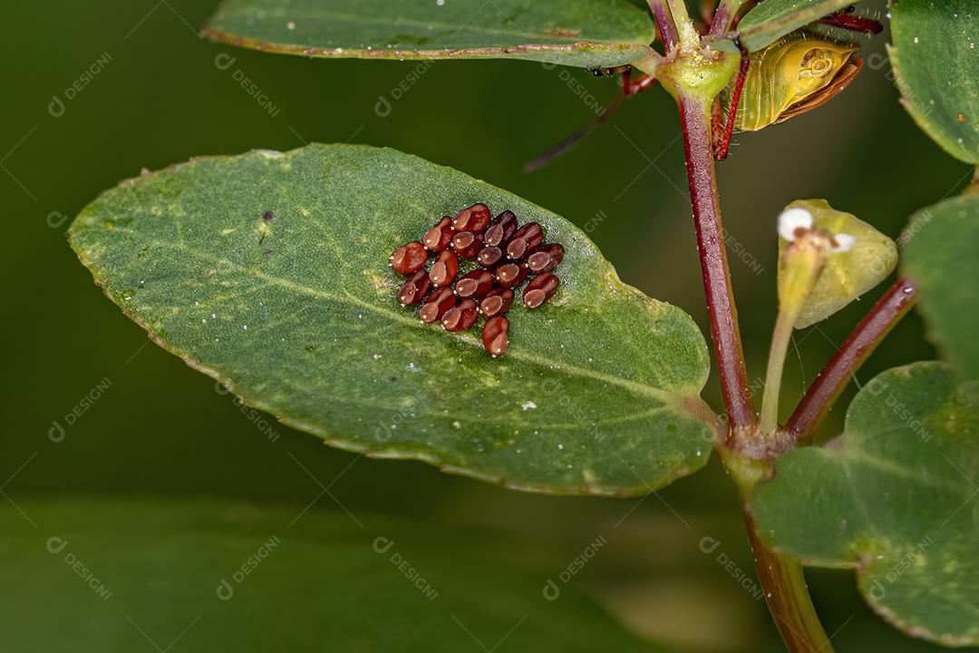 Ovos de insetos de plantas sem cheiro da família Rhopalidae Imagem JPG