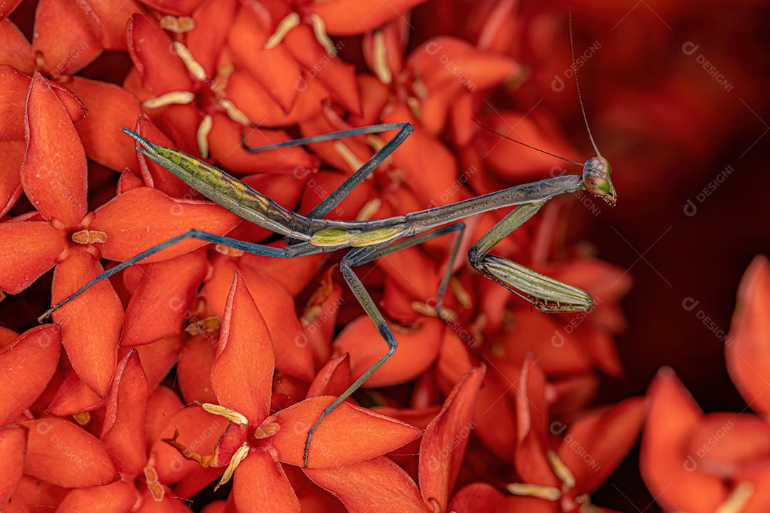 Ninfa Mantid pequena do gênero Oxyopsis Imagem JPG