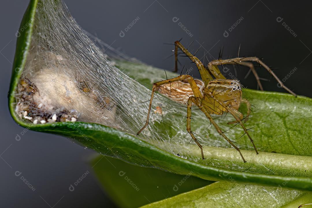 Fotos Aranha lince listrada fêmea adulta do gênero Oxyopes protegendo filhotes