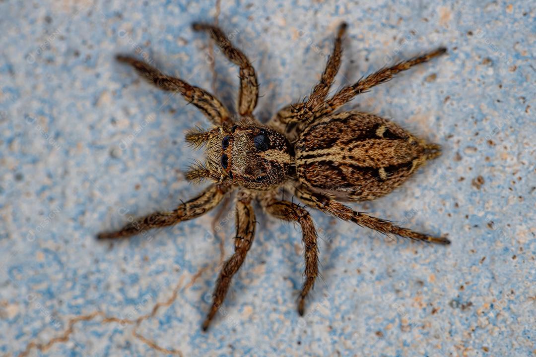 Aranha pantropical saltadora fêmea adulta da espécie Plexippus paykulli Imagem JPG