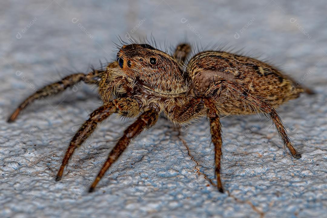 Aranha pantropical saltadora fêmea adulta da espécie Plexippus paykulli Imagem JPG