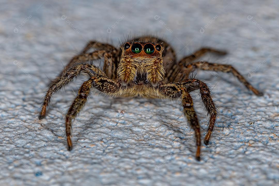 Aranha pantropical saltadora fêmea adulta da espécie Plexippus paykulli Imagem JPG
