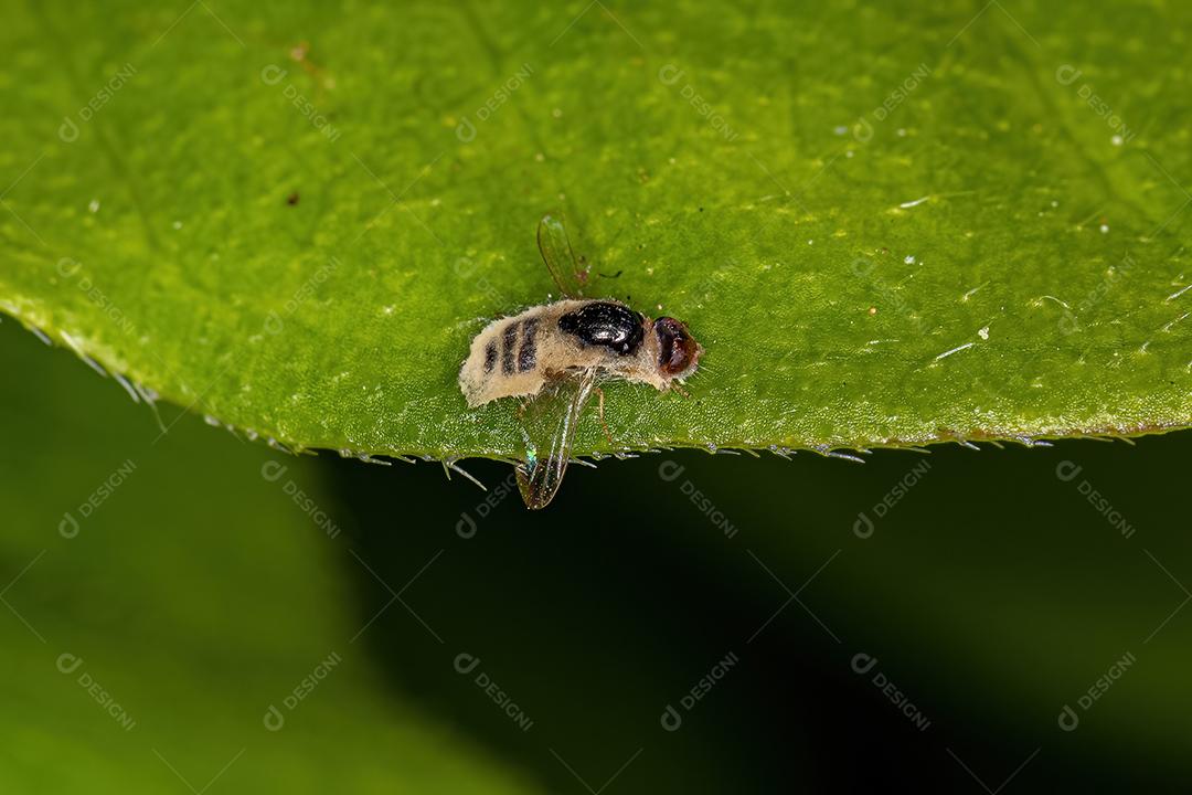 Dead adult fly of Zoosubsection Acalyptratae with fungus Image JPG